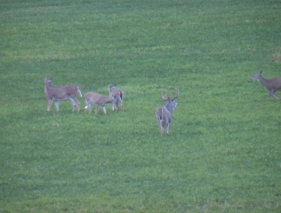 Whitetail, Mule Deer, and Antelope Photos