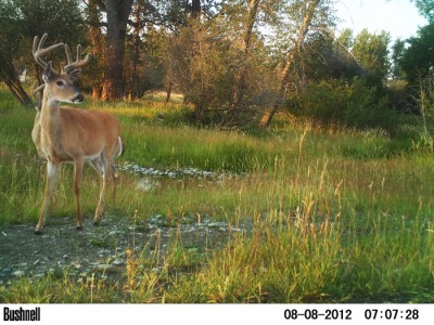 2012 Pre Season Trail Camera