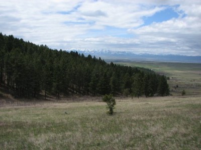 New Elk Hunting Leases