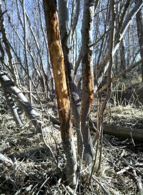 2011 Shed Hunting