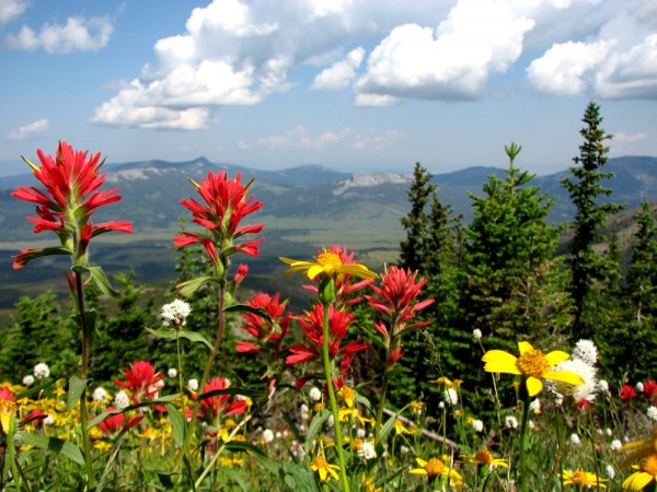 Montana Scenery