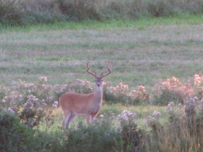 Whitetail, Mule Deer, and Antelope Photos