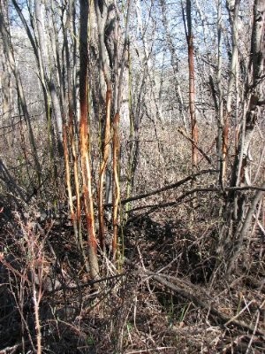 Deer Sign, & River Bottom Photos