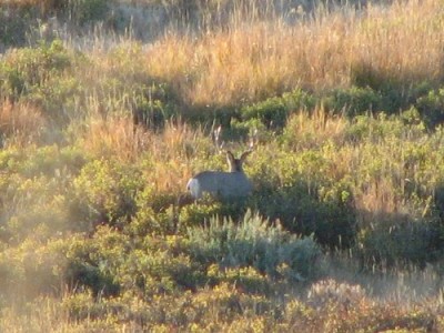 Whitetail, Mule Deer, and Antelope Photos