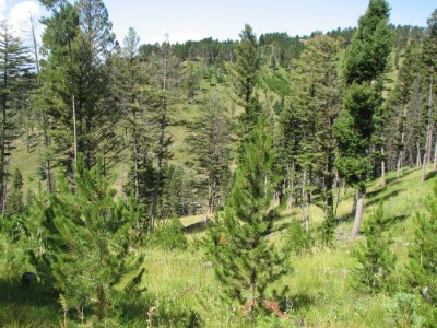 New Elk Hunting Leases