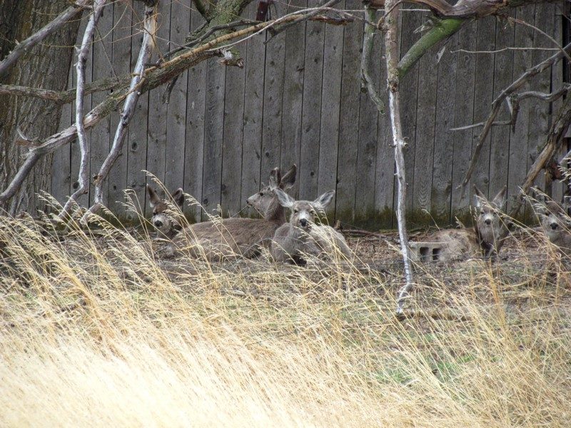 2015 Spring In Montana