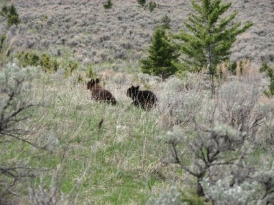 New Elk Hunting Leases