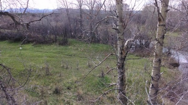 2014 New Property Tree Stand View