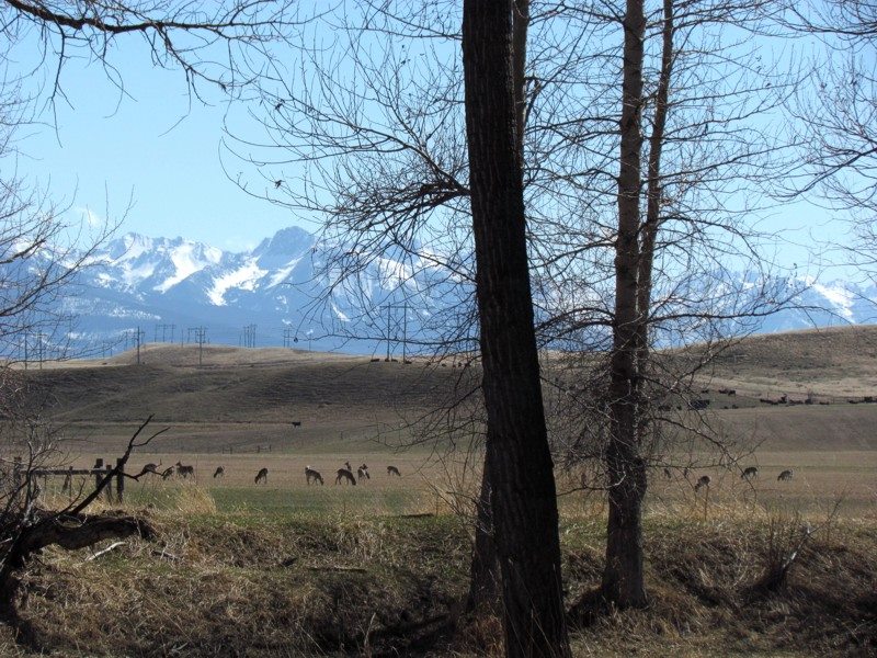 2015 Spring In Montana