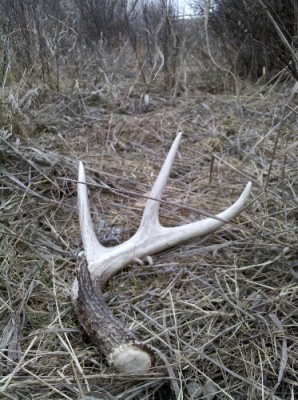 2011 Shed Hunting