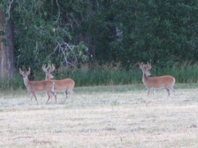 Whitetail, Mule Deer, and Antelope Photos