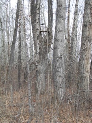 Treestand Gallery