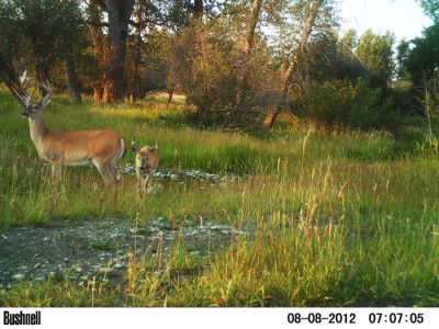 2012 Pre Season Trail Camera