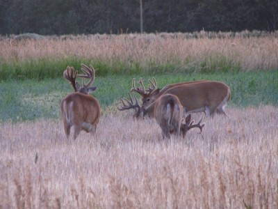 Whitetail, Mule Deer, and Antelope Photos