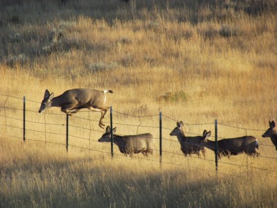 Whitetail, Mule Deer, and Antelope Photos