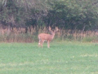 Whitetail, Mule Deer, and Antelope Photos