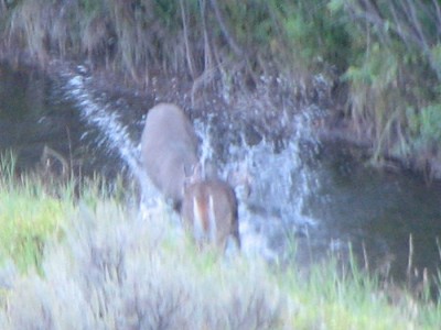 Whitetail, Mule Deer, and Antelope Photos