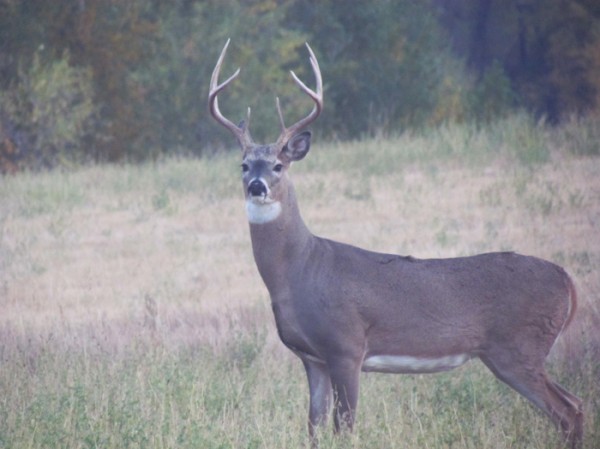 Whitetail, Mule Deer, and Antelope Photos