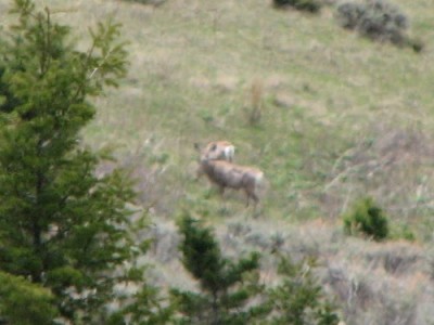 New Elk Hunting Leases