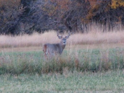 Whitetail, Mule Deer, and Antelope Photos