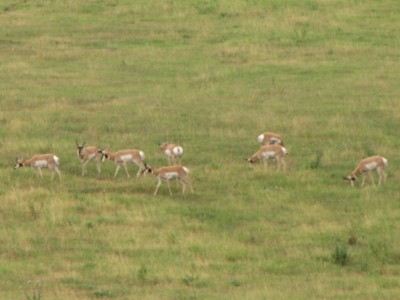 Whitetail, Mule Deer, and Antelope Photos