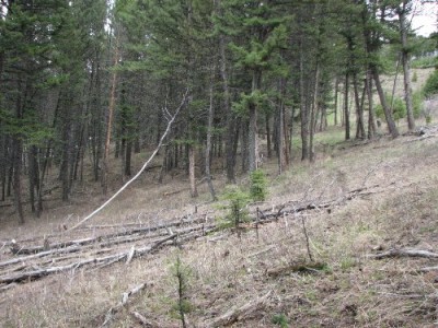 New Elk Hunting Leases