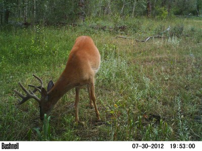 2012 Pre Season Trail Camera