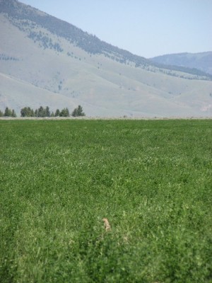 Archery Gopher Hunting