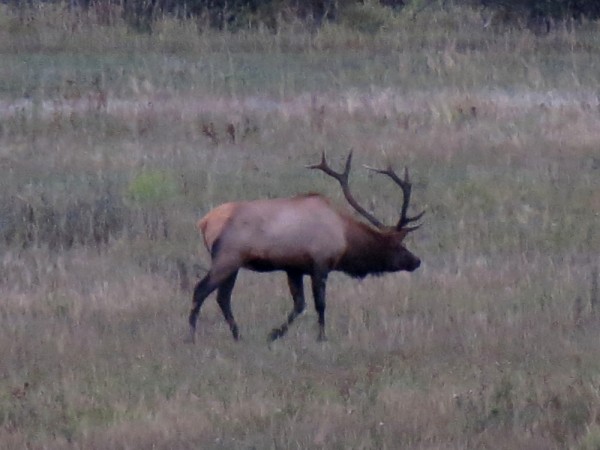 Outfitter With Guided Elk Hunting in Montana