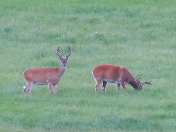 Whitetail, Mule Deer, and Antelope Photos