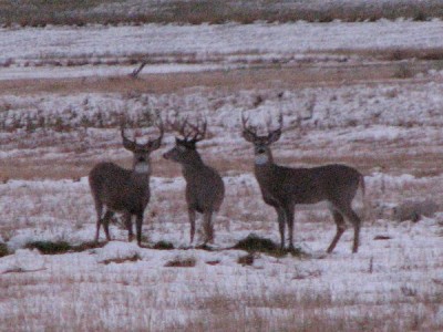 Whitetail, Mule Deer, and Antelope Photos