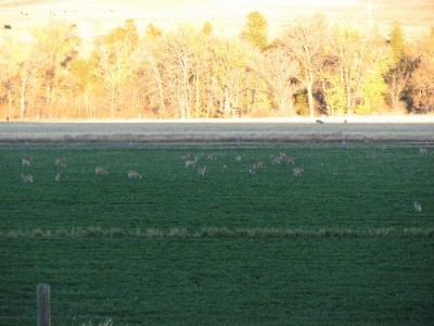 Whitetail, Mule Deer, and Antelope Photos