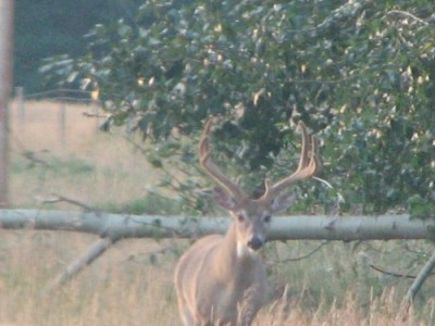 Whitetail, Mule Deer, and Antelope Photos