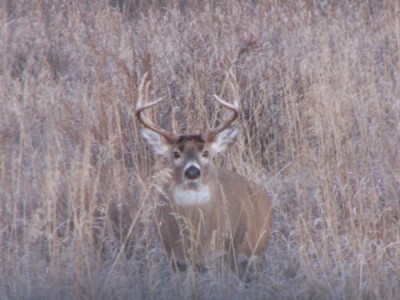 Whitetail, Mule Deer, and Antelope Photos