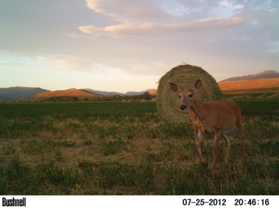 2012 Pre Season Trail Camera