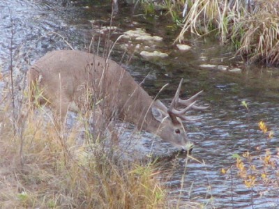 Whitetail, Mule Deer, and Antelope Photos