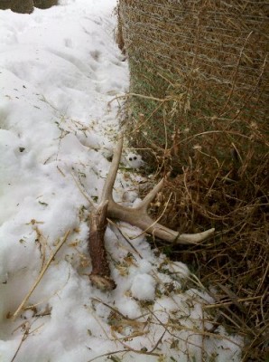 2011 Montana Whitetail Shed Antler 8