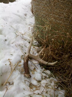 2011 Shed Hunting