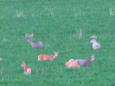 Whitetail, Mule Deer, and Antelope Photos