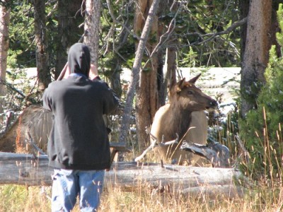 Yellowstone Park Photos