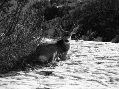 Bedded Muley