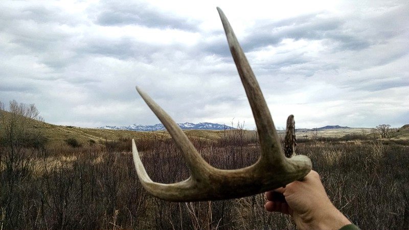 2015 Spring In Montana