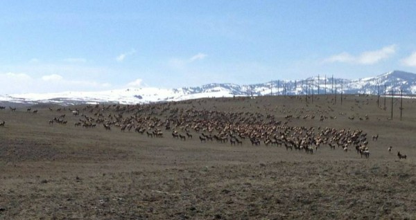 Guided Montana Elk Hunts