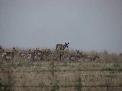 Whitetail, Mule Deer, and Antelope Photos