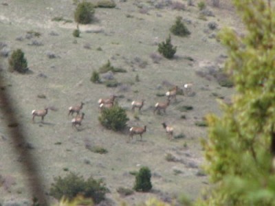 New Elk Hunting Leases