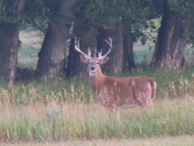 Montana Whitetail Deer 3