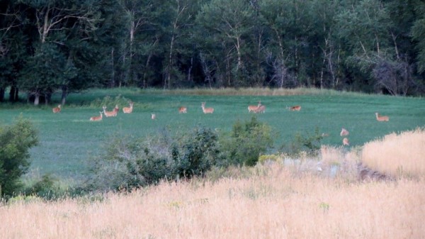 Field Of Whitetails 1
