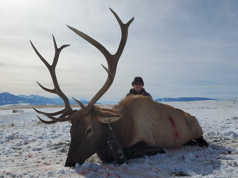 Bull Elk Hunts 2