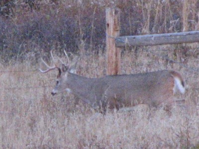 Whitetail, Mule Deer, and Antelope Photos