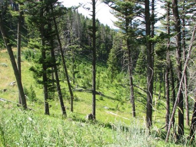 New Elk Hunting Leases